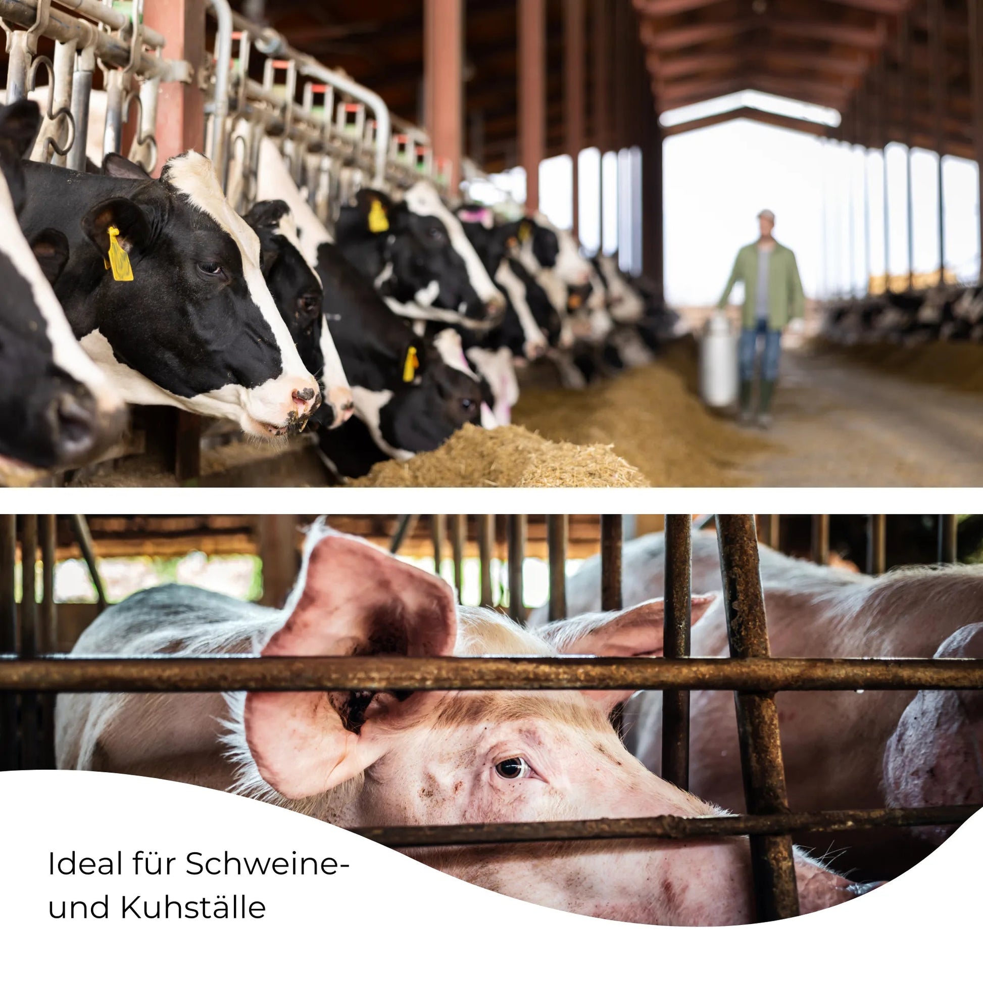 LED Feuchtraumleuchte Stallleuchte 120cm 4000K oder 6500K 36W 4300lm IP66 dlg anerkannt ammoniakbeständig - ELG Leuchten