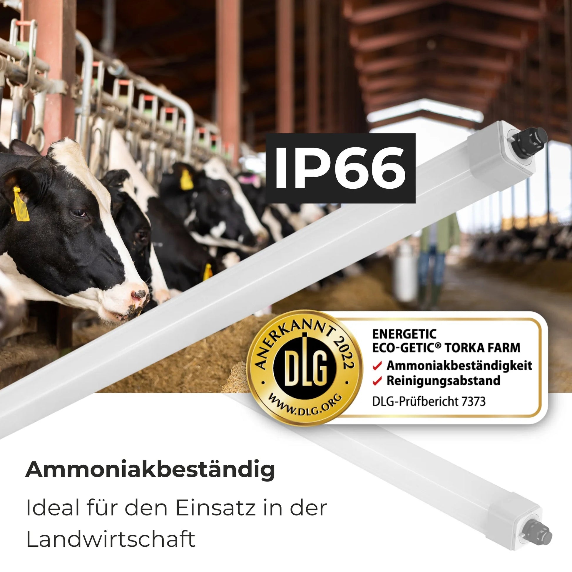 LED Feuchtraumleuchte Stallleuchte 120cm 4000K oder 6500K 36W 4300lm IP66 dlg anerkannt ammoniakbeständig - ELG Leuchten